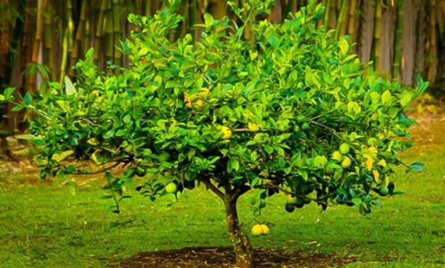 How to Plant a Meyer Lemon Tree