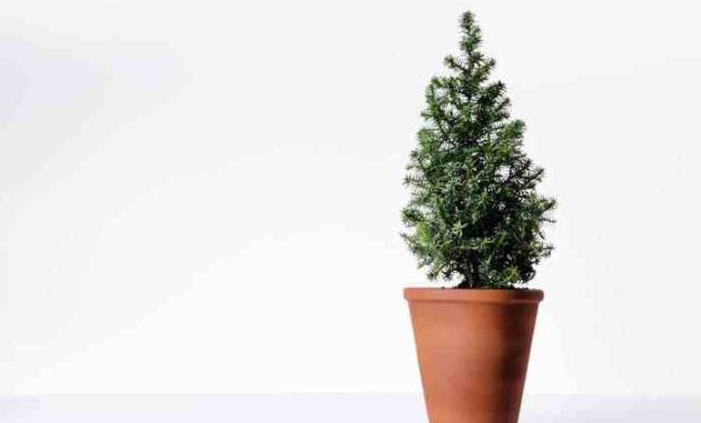 Miniature Christmas Tree Plant A Festive Guide