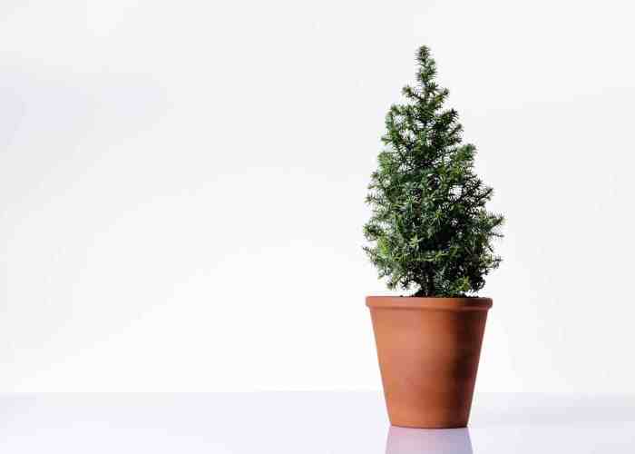 Miniature christmas tree plant