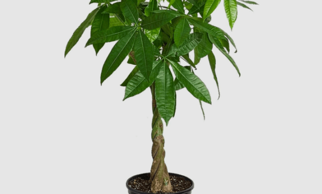 What is the Money Tree Plant?