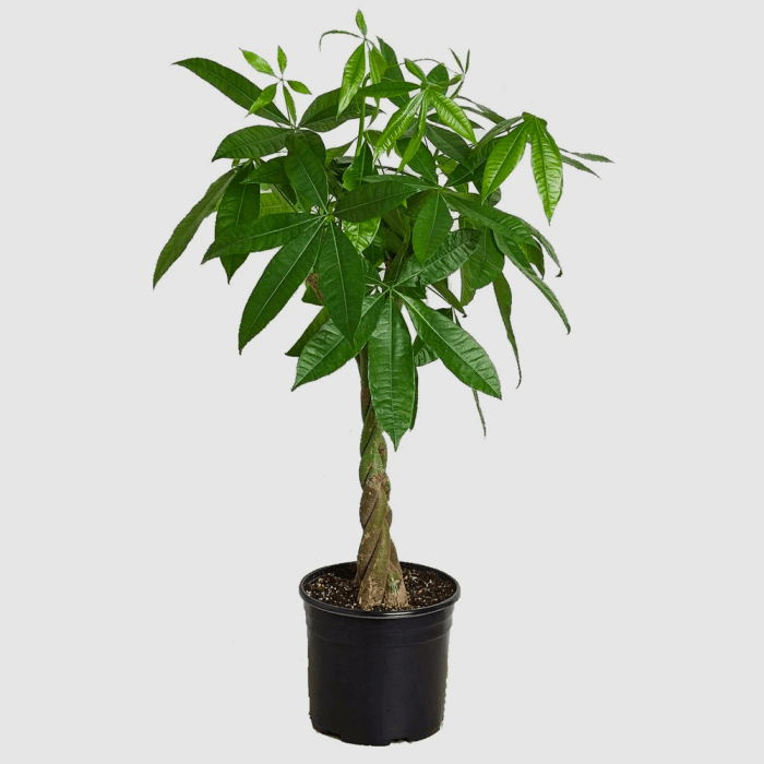 What is the money tree plant