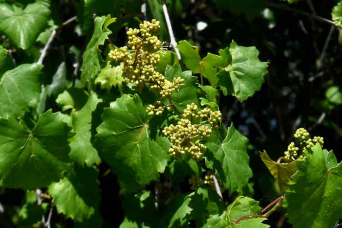 How to plant muscadine seeds in florida