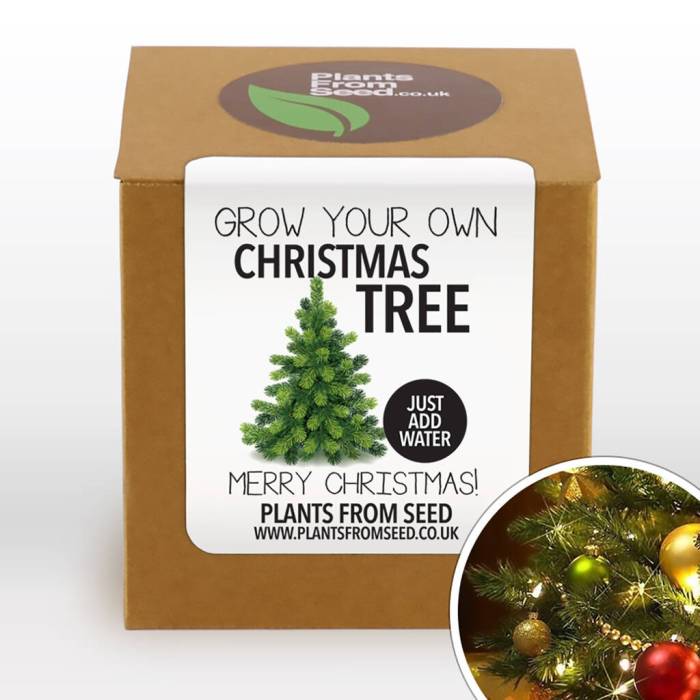 Plant your own christmas tree