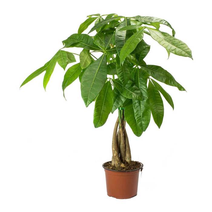 What is the money tree plant