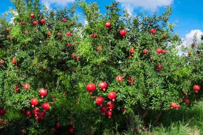 How to plant pomegranate tree from seeds