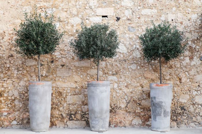 How to plant olive tree in pot