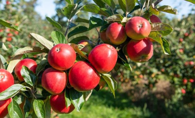 When to Plant Apple Trees in Missouri