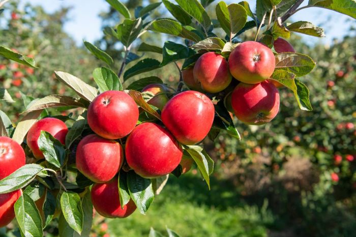 Trees apple pruning ideal when time