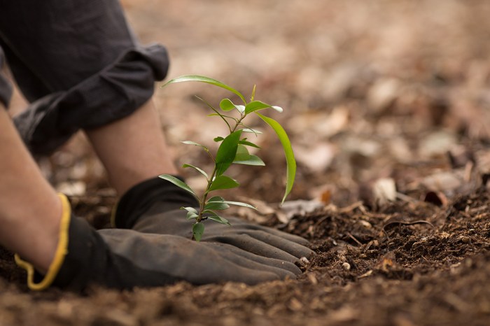 Plant tree service near me