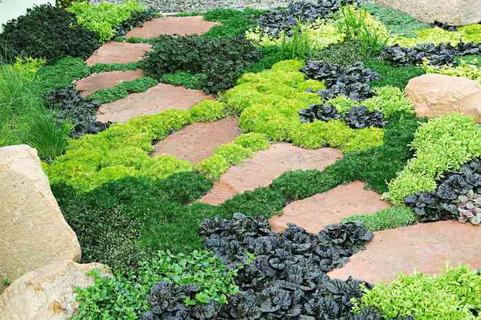 Ground plants perennials perennial mint perennes suelo cubrir countryliving menta corsican corsa apropiadas little guiadejardineria eickhoff sombra