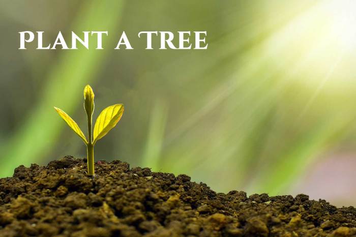 Plant a tree on arbor day