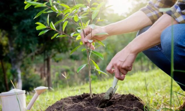 Plant Tree Service Near Me Get Growing!