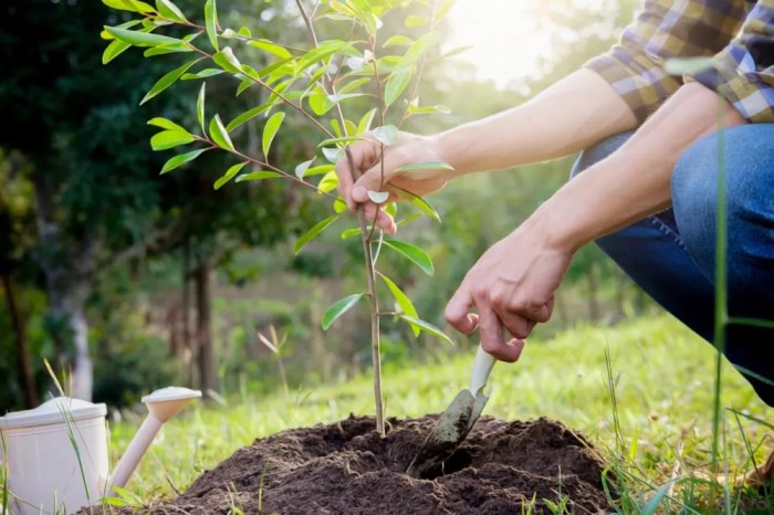 Plant tree service near me